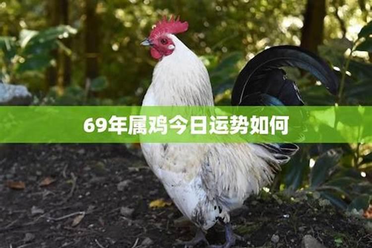 69年属鸡今日运势每日运程