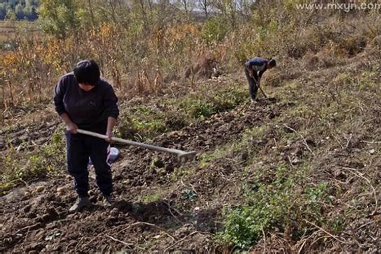 梦见死人在地里干活是什么意思呀周公解梦