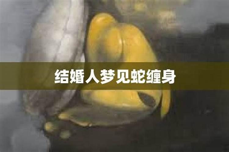 结婚梦见蛇是不是要怀孕了呢周公解梦