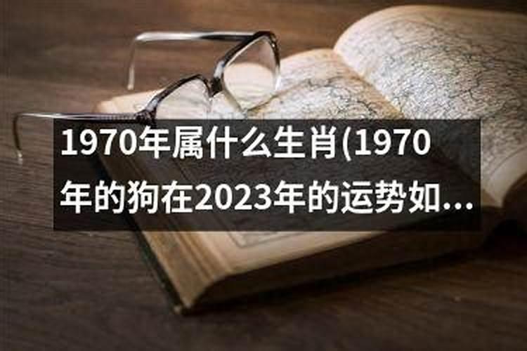 1970年的狗在2021年的命运怎么样