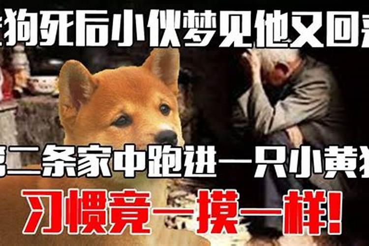 梦到狗死后又活了