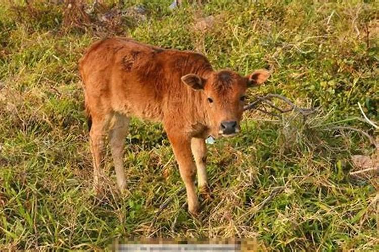 梦见牛下小牛犊旁边还有牛想都死小牛犊