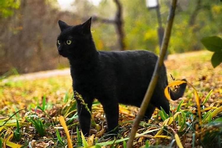 黑猫进家门预示着什么