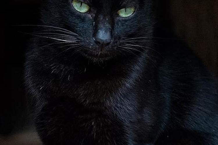 梦见黑猫进家好不好