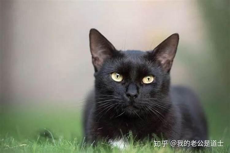 梦见黑猫跑到家里赶不走寓意