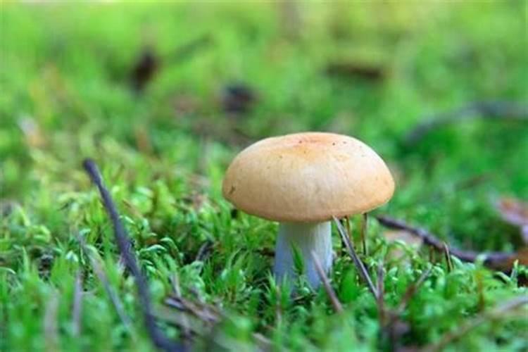 梦见采蘑菇是什么寓意