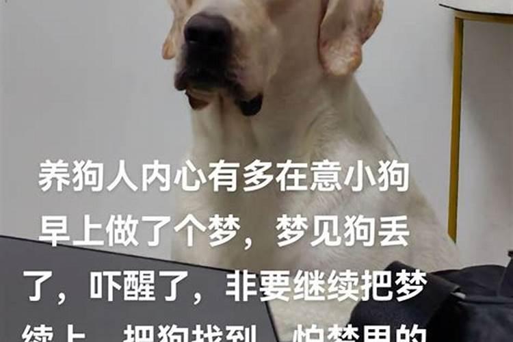 梦见狗丢了到处找狗崽