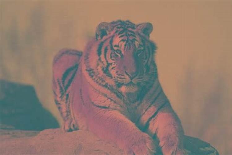 2022年生肖虎是什么颜色的虎