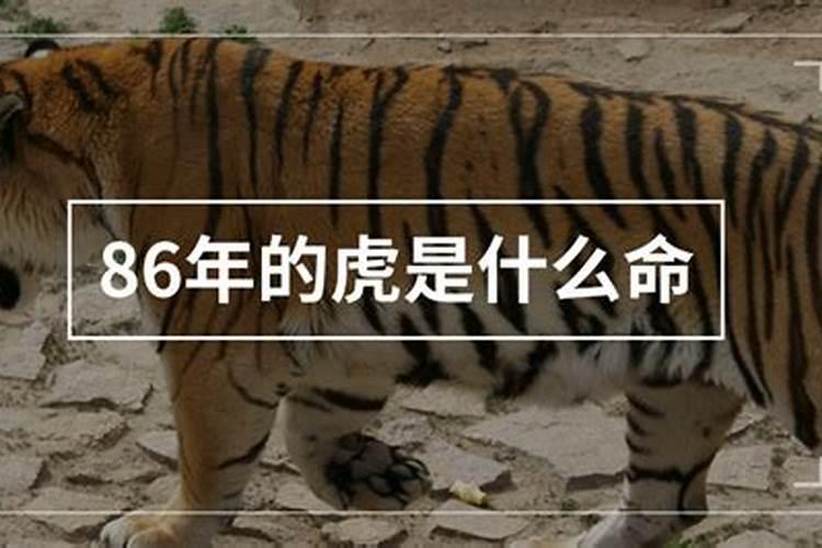 1986年的虎是什么命