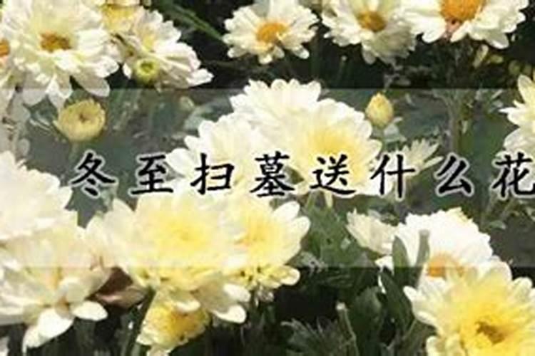 冬至祭扫用什么鲜花