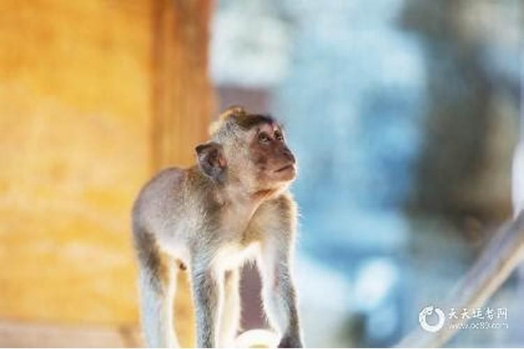属猴80年出生是什么命