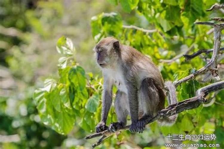 属猴男人今年运势2021年每月运势