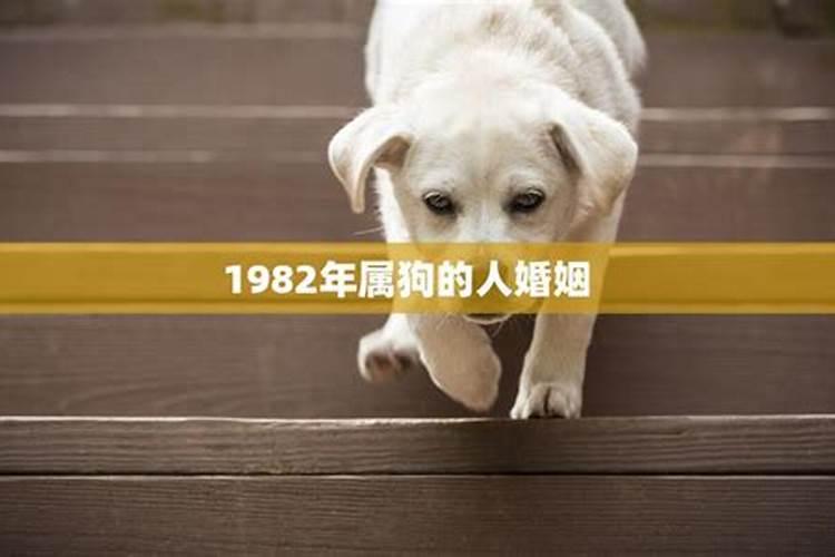 1982年属狗的男人婚姻