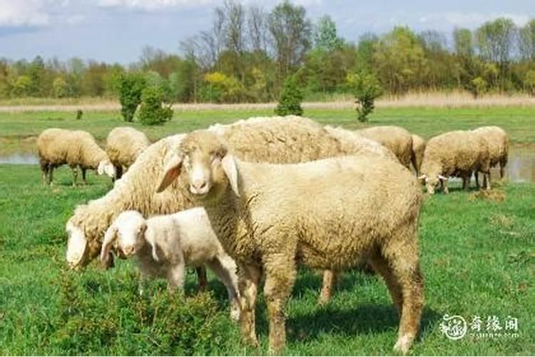 属羊的农历十一月出生命好吗