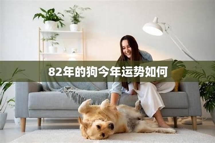 狗82年的狗今年运势如何2021