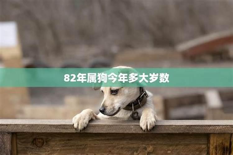 狗今年的运势82年