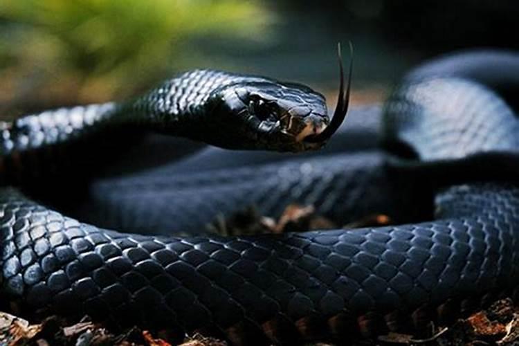 孕妇梦见黑蛇是什么寓意