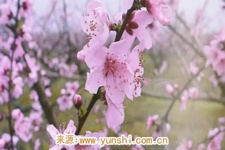 防烂桃花戴什么饰品