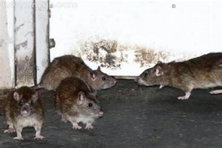 梦见成群的老鼠什么意思