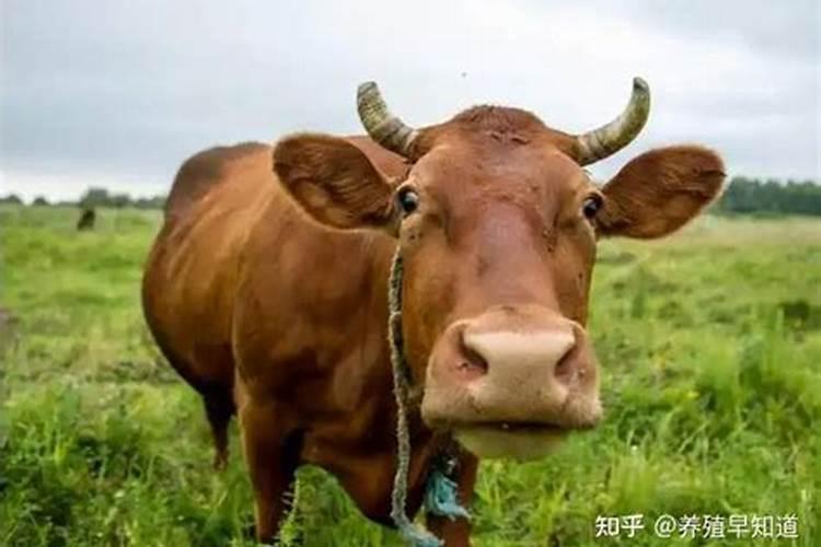 梦见拉着牛吃青草
