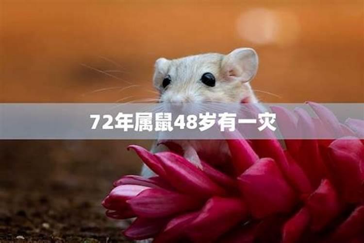 72属鼠48岁在2023年运程