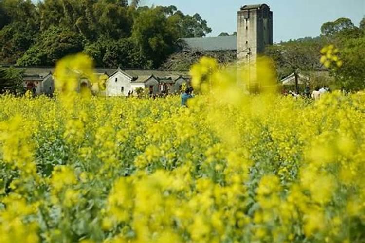 深圳清明节去哪里踏青好