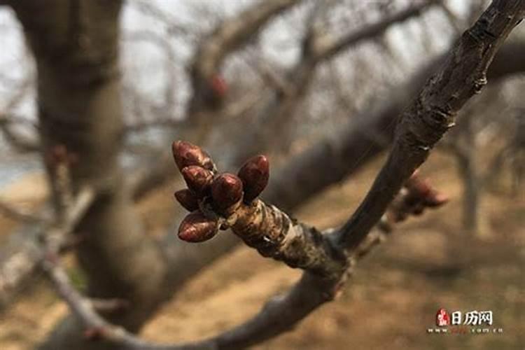 立春节气是一年的哪几天