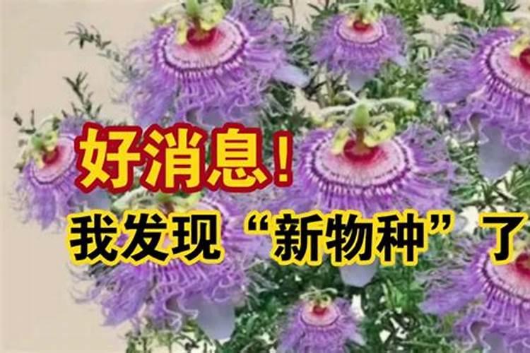 梦见买了一盆花回家什么意思