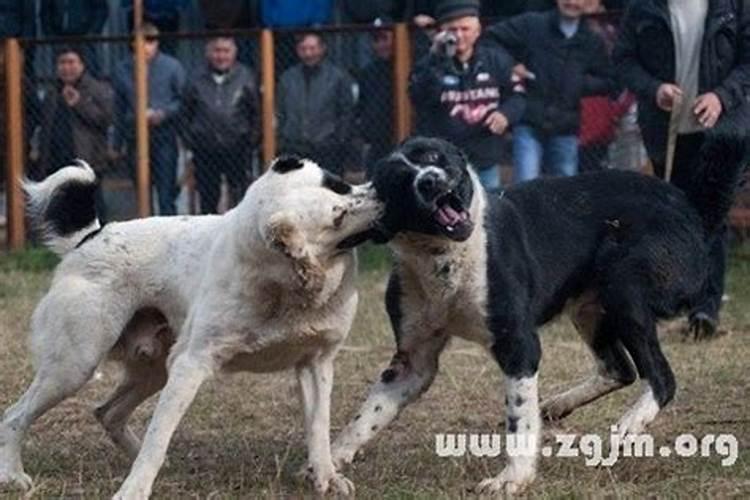 梦见牛是什么意思有什么预兆梦见猪