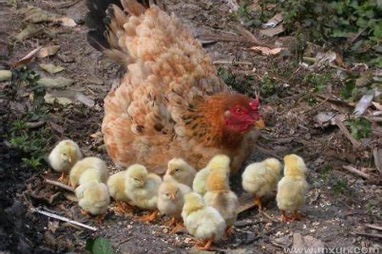 梦见一只母鸡带一群小鸡是什么意思