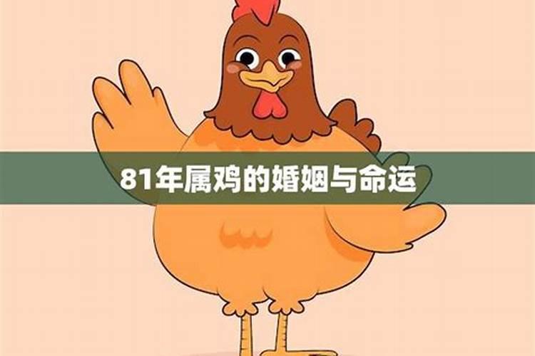 属鸡婚姻与命运