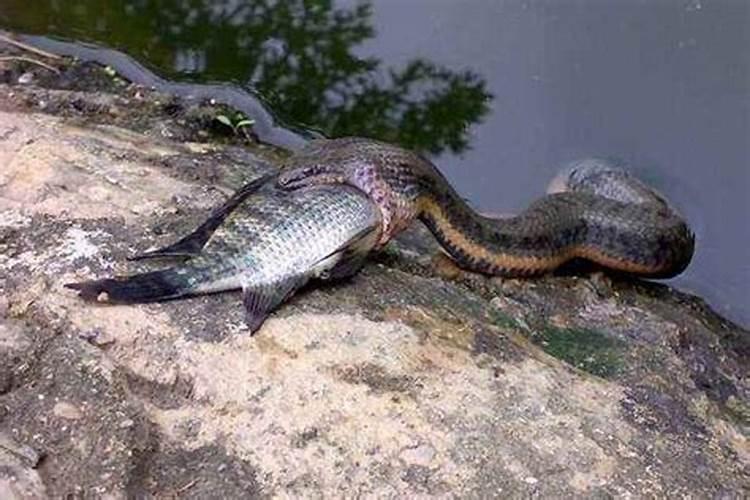 孕妇梦见蛇跟鱼是什么意思