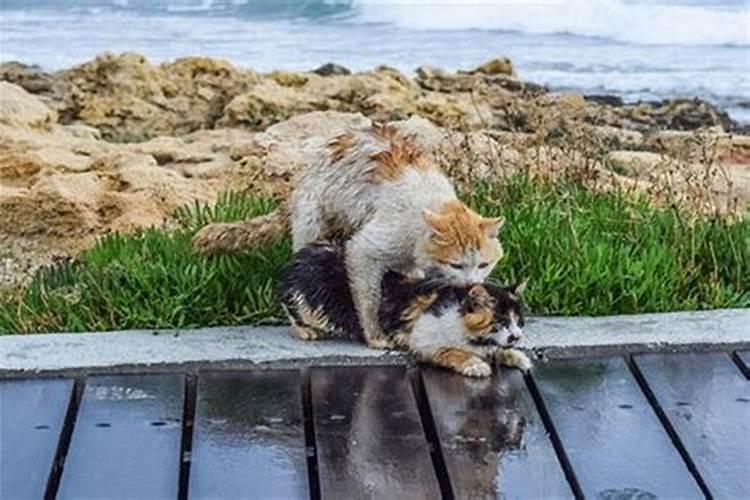 梦见好多小猫缠着我