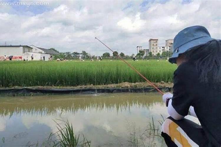 梦见别人钓鱼一钓就上钩好多鱼