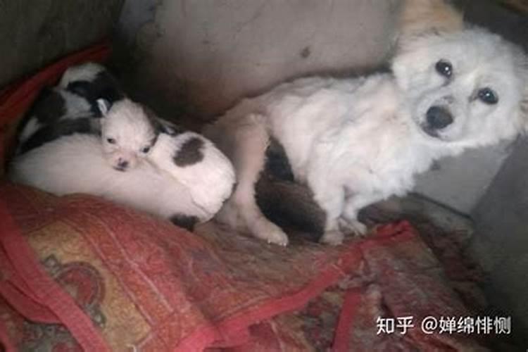 梦见家里生了一窝小猫小狗死了什么意思