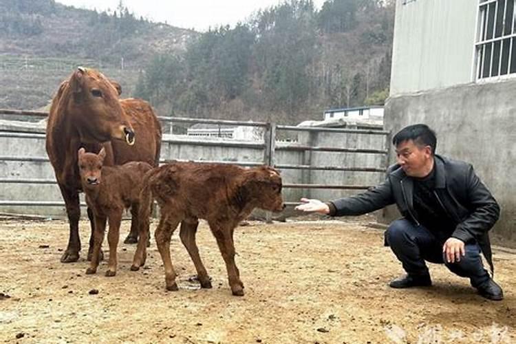 梦见牛下了牛犊