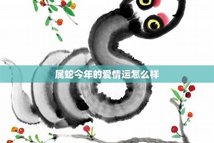 属蛇女今年感情运势如何呢