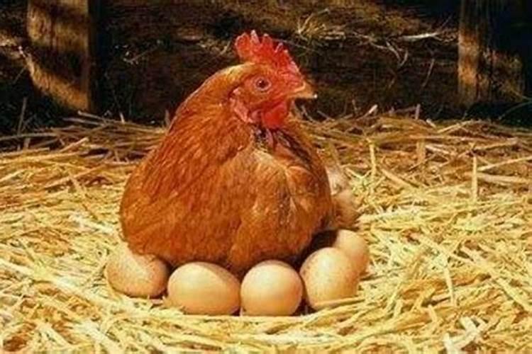 梦见邻居家鸡下了很多鸡蛋