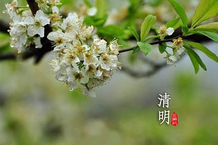 清明节是哪个节气