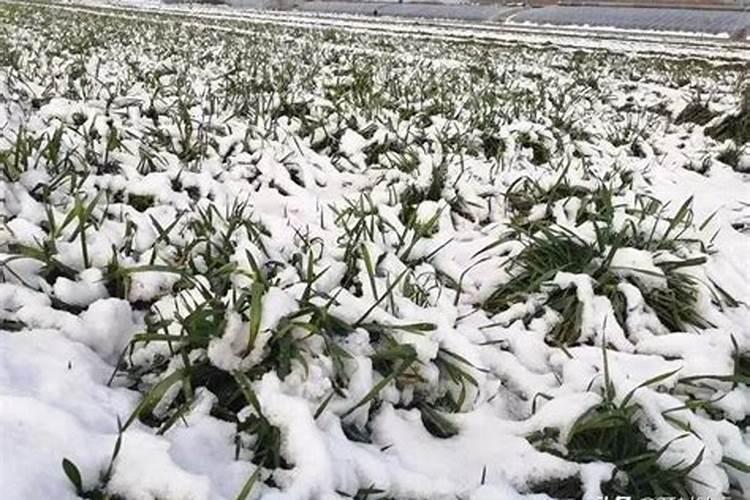 腊月下雪预示来年