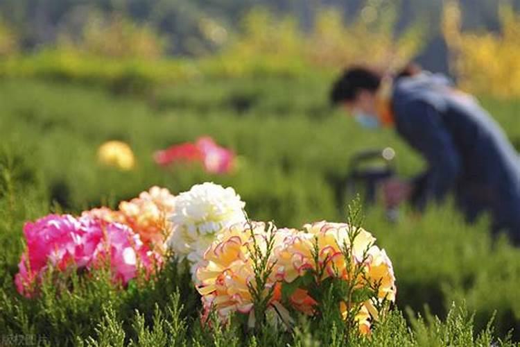 寒衣节盆栽菊花从哪里批发