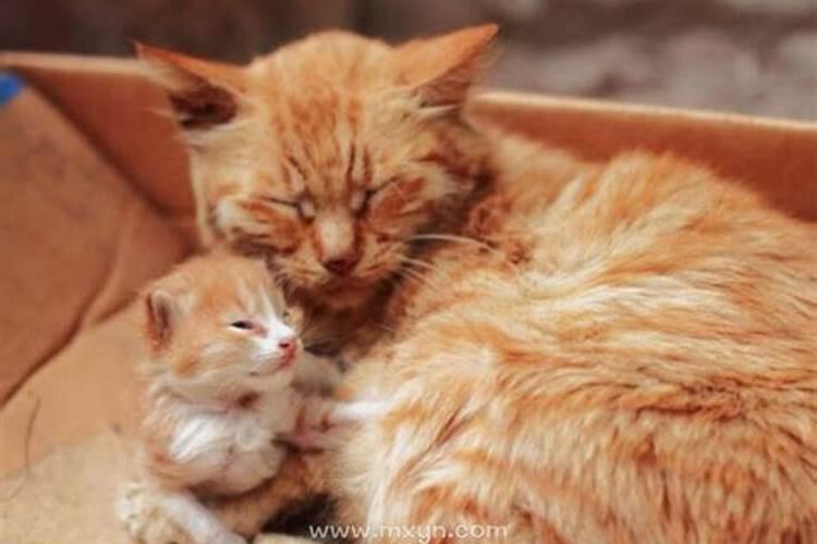 孕妇梦到两只小猫是什么意思周公解梦