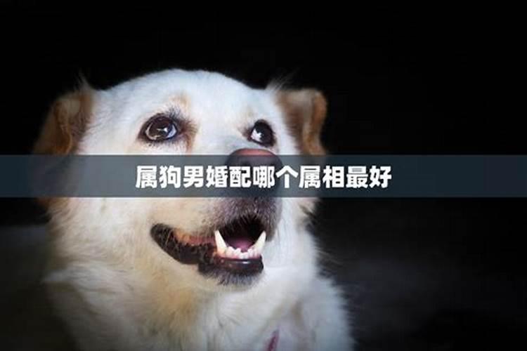 梦见猫咬猫是什么预兆男性