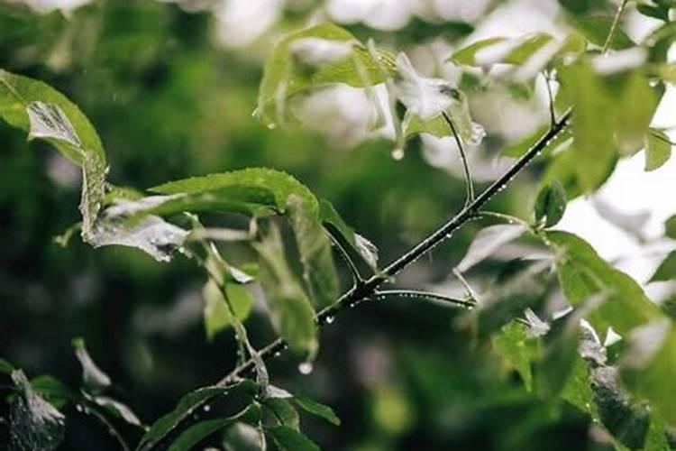 清明是哪个季节的