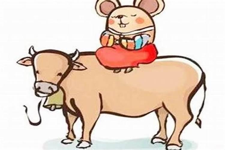 鼠和牛相配婚姻如何