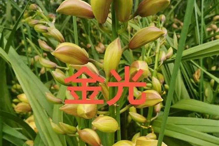 春节蕙兰区别