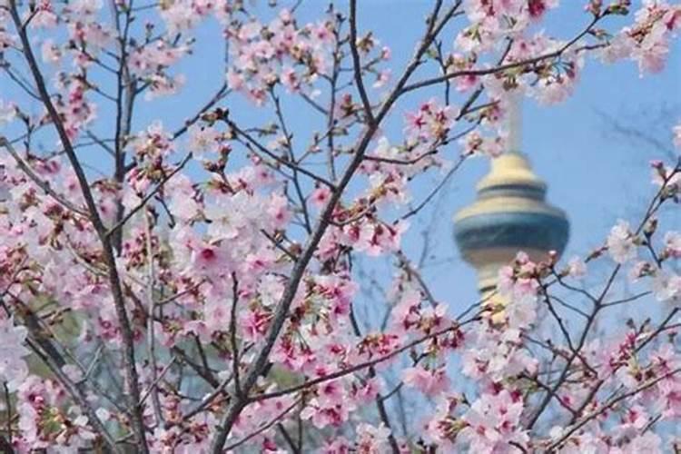 清明节去哪儿看花