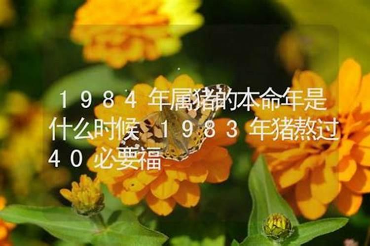 1984年属猪什么命运