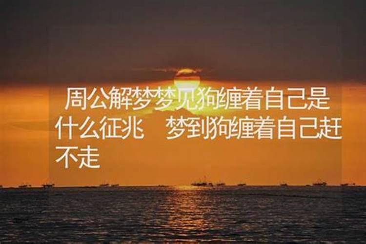 梦见狗了是什么征兆