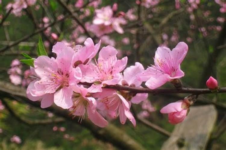 厂里种什么花风水最好